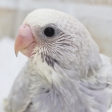 注目カラーさん～🎉 セキセイインコ(ライラック)