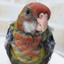 鮮やか色鳥どりさん～🍃 ナナクサインコ(ノーマル)