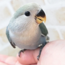 最新画像あり！ キレイなブルー💙🍒　コザクラインコ(ブルーチェリー)