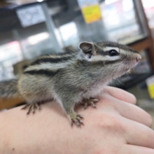 最新画像！シマリス　たぶん今年最後の入荷！　ベビーちゃんたちがやって来ました！