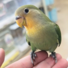 最新画像あり！ キュートなお顔～🧡　コザクラインコ(オレンジフェイス)