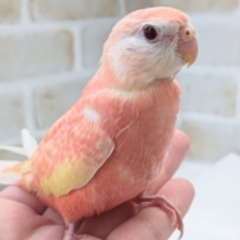 最新画像あり！ 人気のピンクさん　アキクサインコ