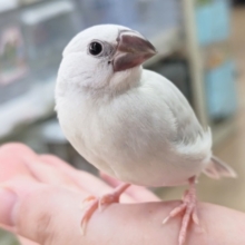 最新画像あり！ 劇的に綺麗になります！シルバー文鳥