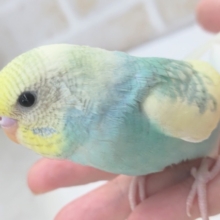 最新画像あり！ 鮮やか元気っ子～🐣　セキセイインコ(パステルレインボーパイド)