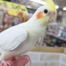 最新画像あり！ 優しい色合い魅力的～🤍　オカメインコ(ルチノー)