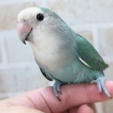 最新画像あり！　目を奪われるターコイズ✨　コザクラインコ(ターコイズ)