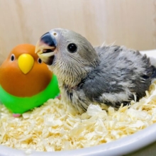 ふくらんだ好奇心‼️今日も君はファンタジーコザ⭐️ コザクラインコ　モーブ