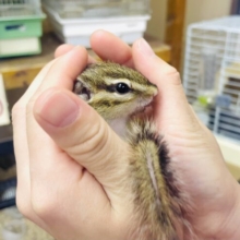 あと1匹です！🐿🫶最新画像になりますよ！みんなでワチャワチャ🫶🐿ハッピーシマリス！　シマリス　男の子