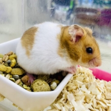 素敵な自分を見せてごらんよ！もっともっとえくすぷろーじょん！　ゴールデンハムスター　白茶　男の子