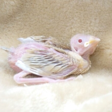 お肌丸見え。。それもまた、可愛いねっ♬♬♬　シナモン文鳥〜〜