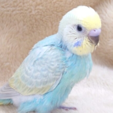 ポーっとちゃん　セキセイインコ　レインボー～～