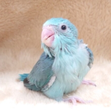 イヤなものは。イヤっ！！　主張はっきりめ？？　マメルリハインコ～～