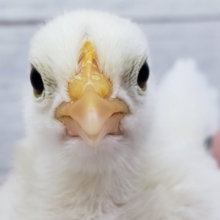 最新画像あり！癒しのカツラチャボ入荷です
