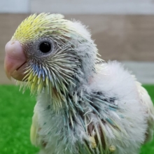パステルレインボーパイドのセキセイインコ入荷です