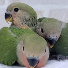 小桜インコノーマル3兄弟入荷～。