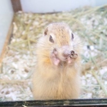 仕草のパンチ力（りょく）が。。えぐい♫　リチャードソンジリス～～