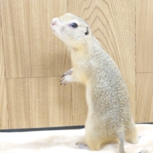 初夏の人気もの～～　リチャードソンジリス～～