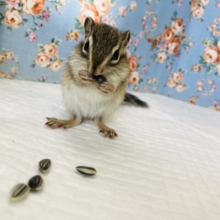 残るは1匹❢❢よ〜〜く慣れてます🌟キュートなシマリスさん🐿♂