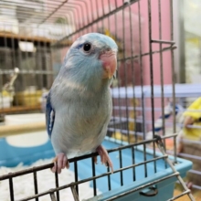 最新画像有り♪まん丸な目がキュートなコ！マメルリハインコのブルーパイド！