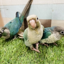 本店限定☆夏だ❗️ブルーだ❗️ブルー系ウロコインコフェア開催中！！