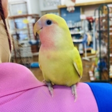 最新画像🌟かわいい前髪だよ❤︎手乗りコザクラインコ(タイガーチェリー)🌵☀️