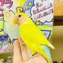 最新画像になりますよ⭐️きらびやか始まる合図！せーのっ！　コザクラインコ　ゴールデンチェリー