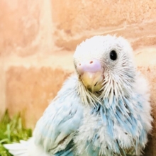 スカイブルーカラー　セキセイインコ　Ｒ５　６／７撮影