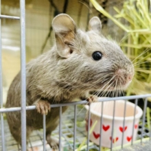 無邪気に「ワーイ✌️」ってはしゃいでたいの！コドモのままでいいよね！　デグー　チョコレート　男の子
