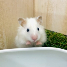 明日よりも今が最高っていいたい〜　長毛ハムスター　クリーム　男の子