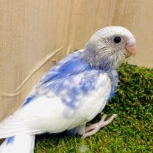 サンサンと照らすサンシャインに当てられて〜青空広がるエスケープ　セキセイインコ　スパングルパイド