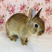 とっても小さな片手サイズのかわいいうさぎさん🌺ネザーランドドワーフ(チェスナット)♀