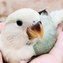 みずみずしいグリーンアップルカラー　コザクラインコ　Ｒ５　６／２２撮影