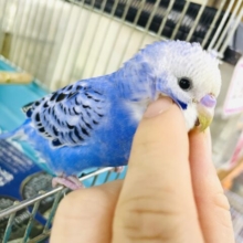 新松戸店⭐️セキセイ戦隊⭐️ブルー🟦1人餌‼️最新画像になりますよ！広げていきたいなスマイル〜😉　セキセイインコ  オパーリン