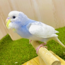 最新画像になりますよ⭐️サンシャイン☀️お待たせ今日もよろしく♪ セキセイインコ　スパングルパイド