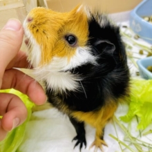 最新画像になりますよ⭐️むうーーっとお口も可愛い💓くるくるモルモットちゃん！　アビシニアンモルモッ　3色　女の子