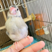 最新画像🌟一人餌🫶🏻手にちょこんと乗るよ♩手乗り桜文鳥さん❤︎🪶✨