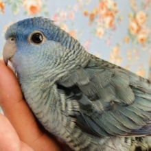 一人餌🫶🏻吸い込まれてしまいそうな深いコバルト美ブルー💙 ⁾⁾手乗りサザナミインコ(コバルト)