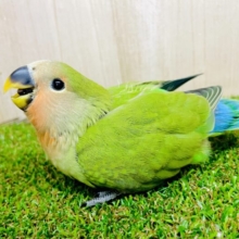 最新画像になりますよ⭐️きらきらスマイリング😋笑顔が似合うコザ⭐️ コザクラインコ　ノーマル