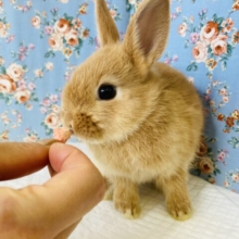お鼻がハート❤︎ネザーランドドワーフ(オレンジ)男のコ❤︎♂