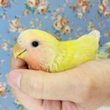 愛しのラブバード❤︎手乗りコザクラインコ(ゴールデンチェリー)🕊✨