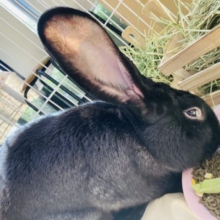 お〜〜きな心優しいウサギさん🐇❤︎フレミッシュジャイアント(ブラック)男のコ🫶🏻