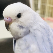 濃いめブルーアクセントにグレー　セキセイインコ　Ｒ５　６／７撮影