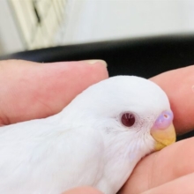 シャイなんですよー　セキセイインコ　Ｒ５　６／２９撮影