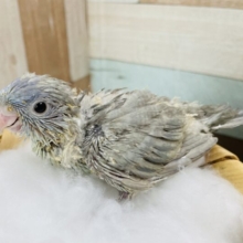 まん丸おめめが可愛らしいレアカラー！サザナミインコのコバルトスパングル！