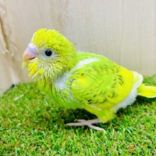 大人気タケちゃん✨登場！光る風に夢乗せて〜　セキセイインコ　スパングルパイド