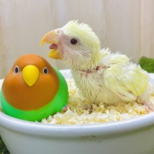 わーい✌️隣に座る相棒コザだよ⭐️ コザクラインコ　クリームルチノー