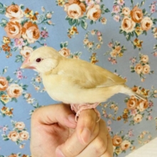 ヒナご飯卒業🌟ふんわり優しいお色のシナモン文鳥さんです🌸✨