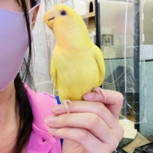 最新画像🌟激推し❤︎元気いっぱいアピールするよ🌞✨手乗りコザクラインコ(ルチノー)🪶✨
