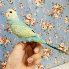 最新画像🌟ヒナご飯卒業🕊調和した最高の色合い❤︎手乗りセキセイインコ(レインボー)