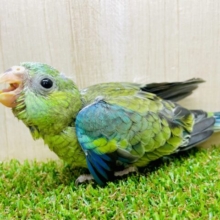 最新画像になりますよ‼️✨気高く綺麗に✨　ビセイインコ　オパーリン